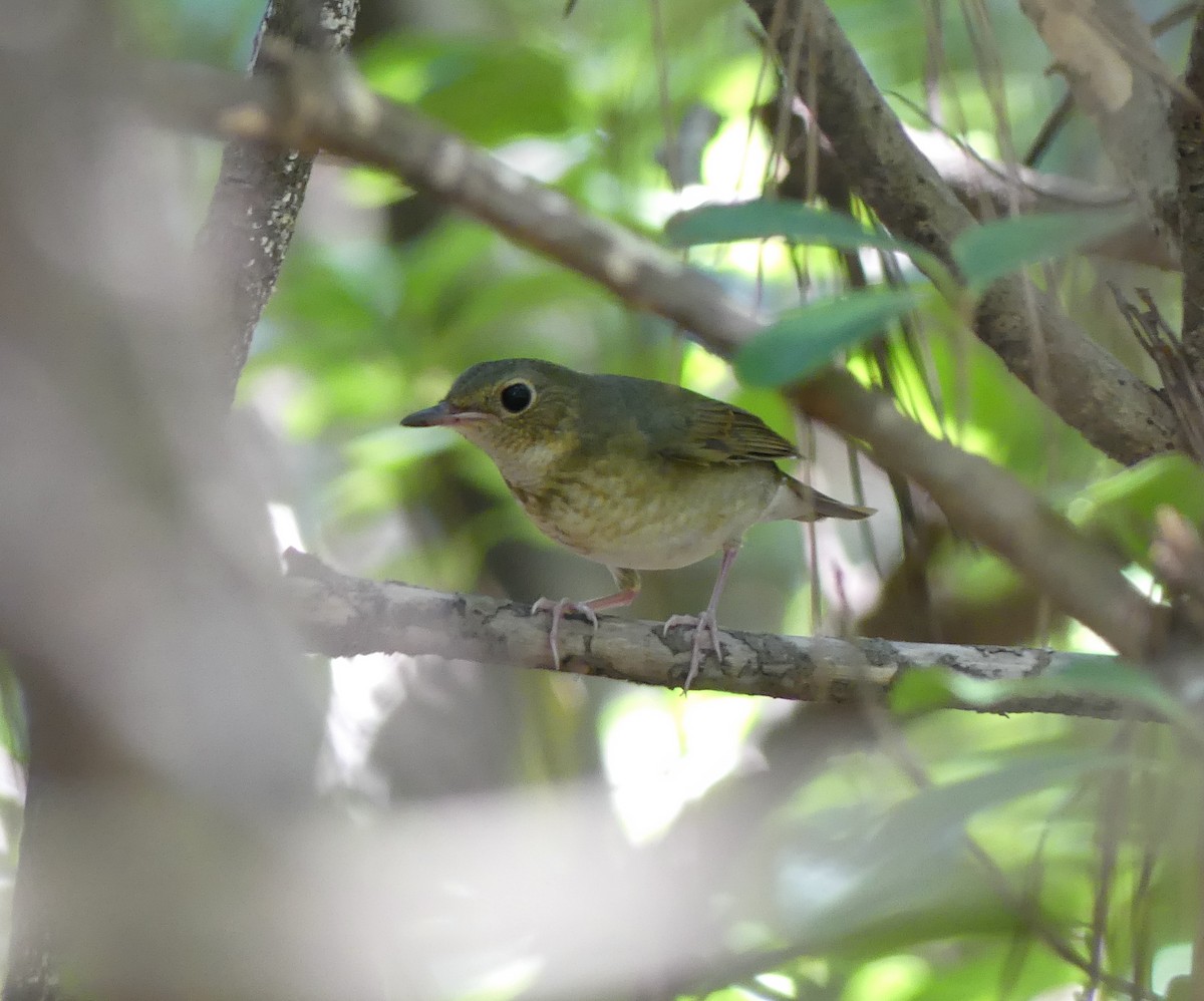 Siberian Blue Robin - ML642896834