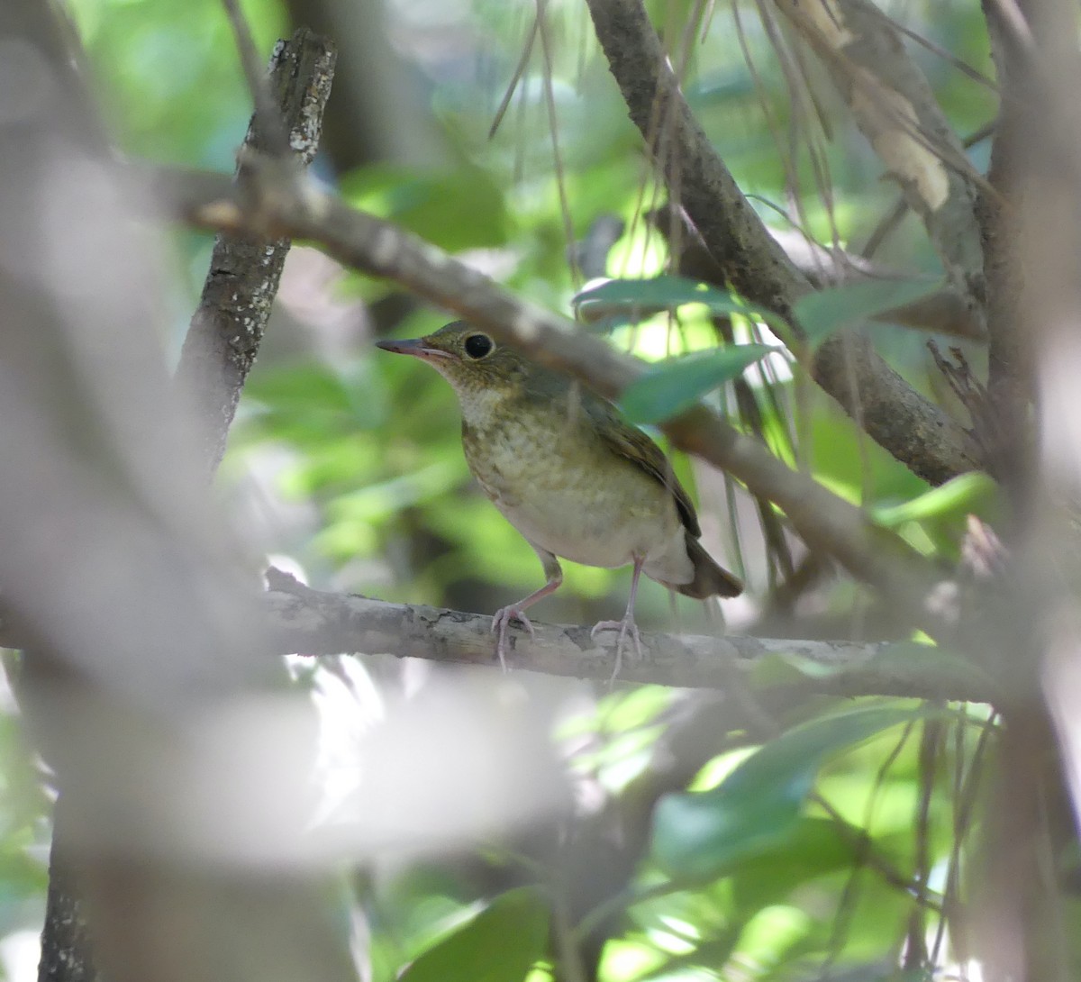 Siberian Blue Robin - ML642896835