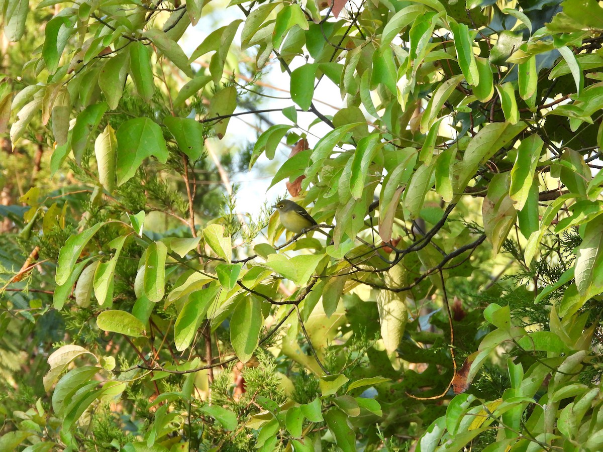 White-eyed Vireo - ML642896843