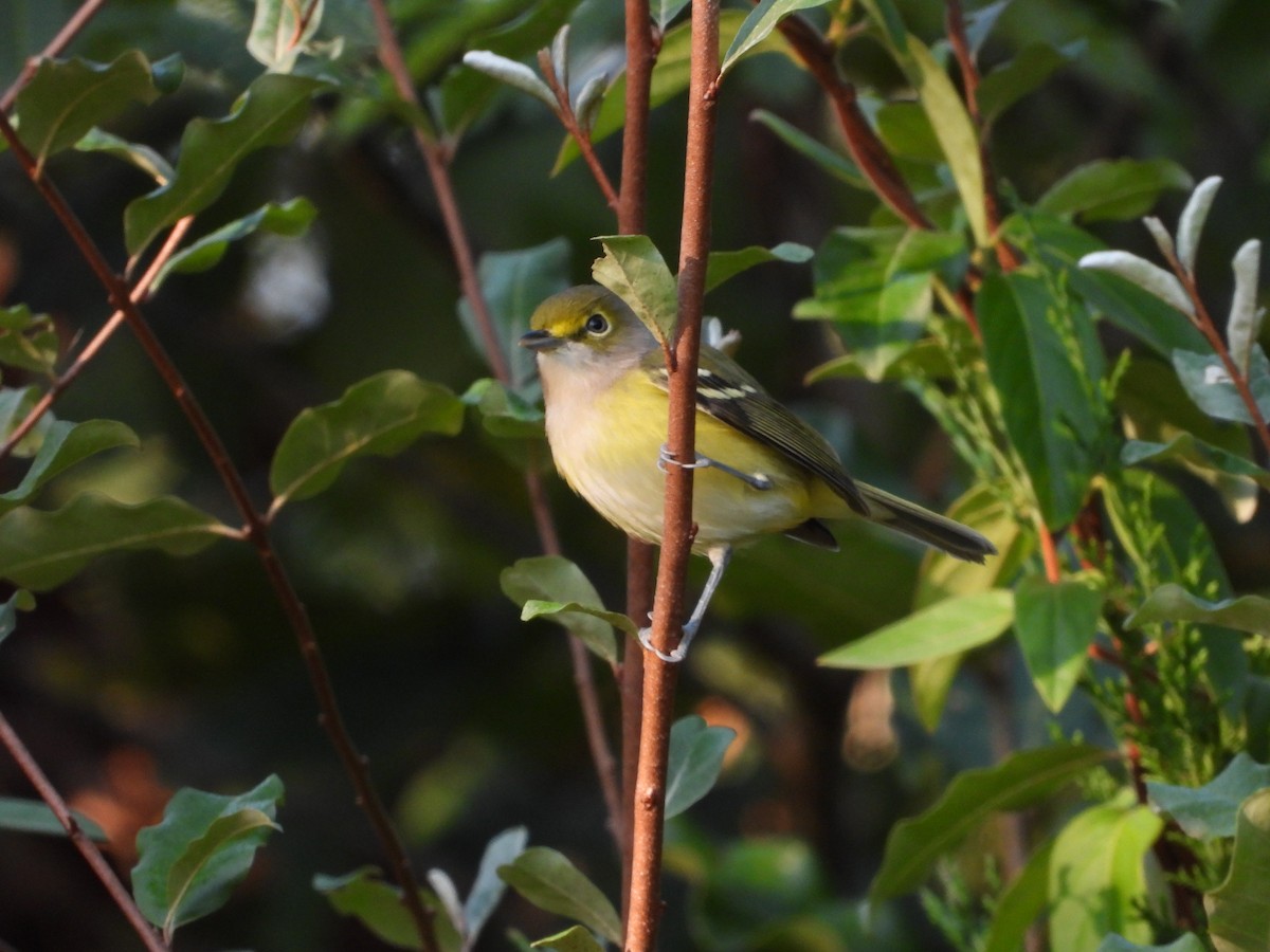 White-eyed Vireo - ML642896844