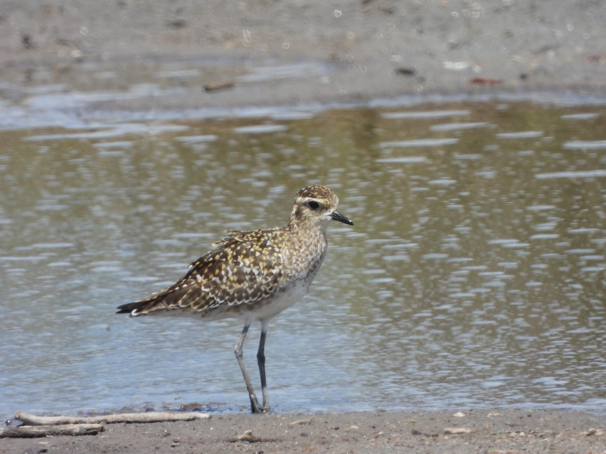 Pacific Golden-Plover - ML642896845