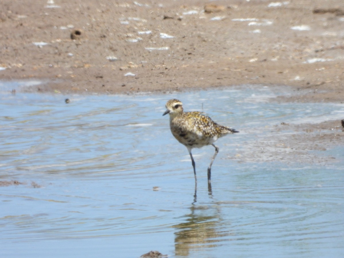 Pacific Golden-Plover - ML642896846