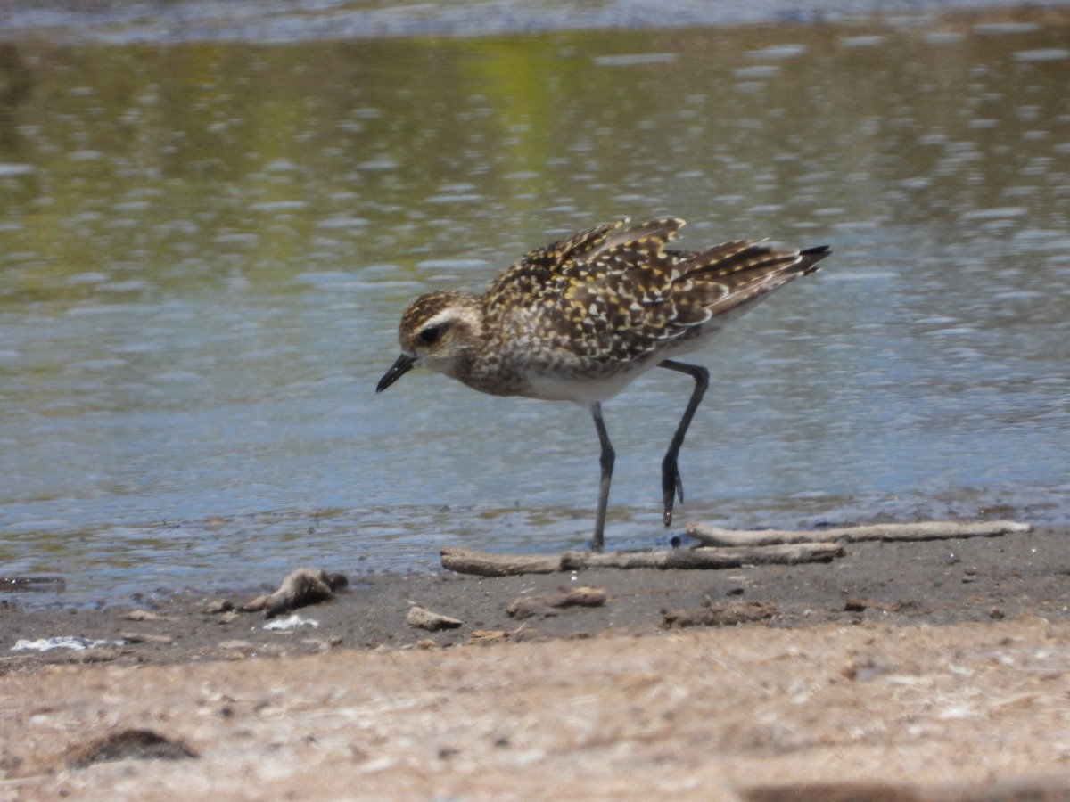 Pacific Golden-Plover - ML642896847
