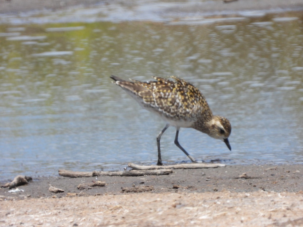 Pacific Golden-Plover - ML642896848