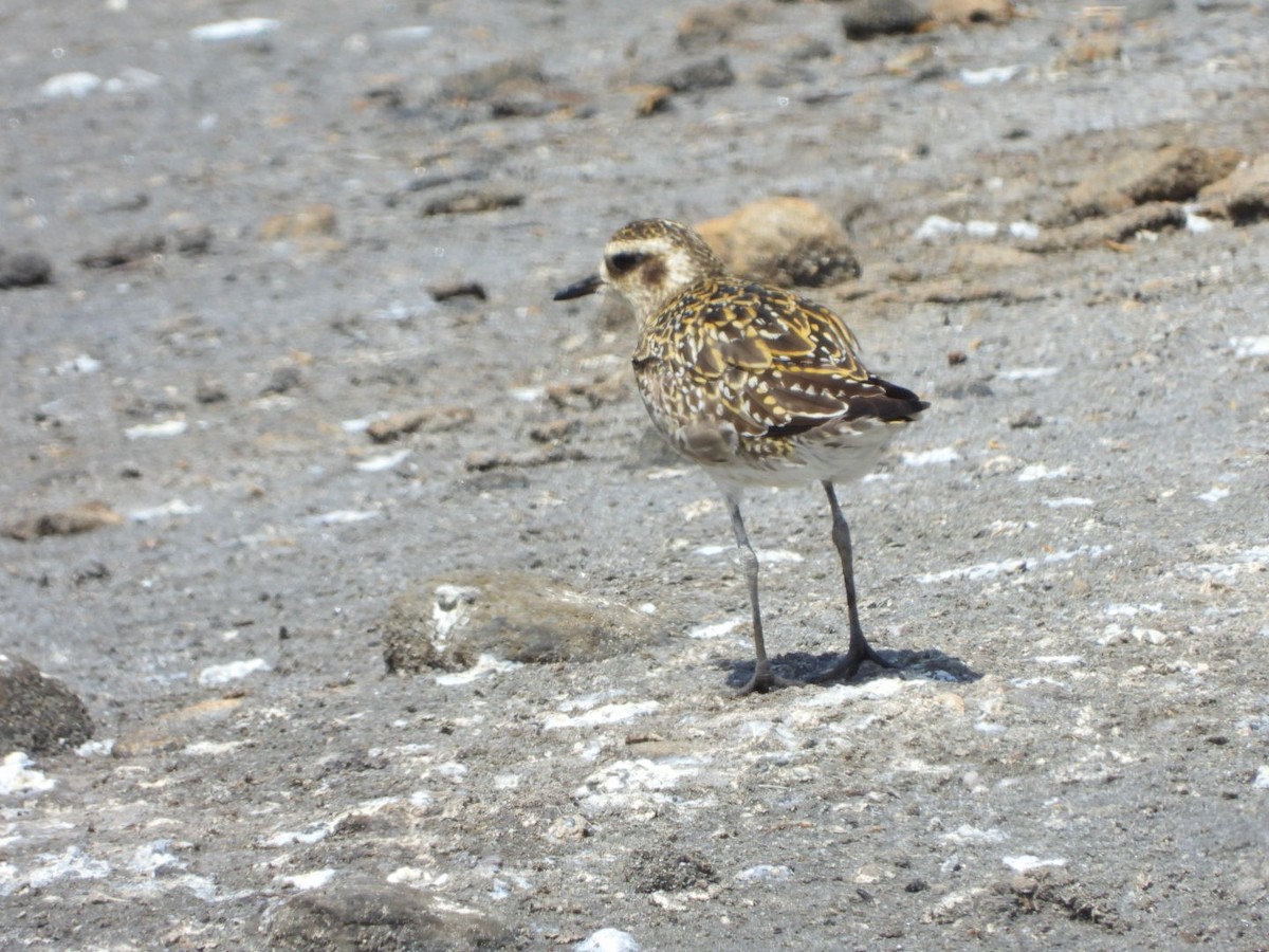 Pacific Golden-Plover - ML642896849