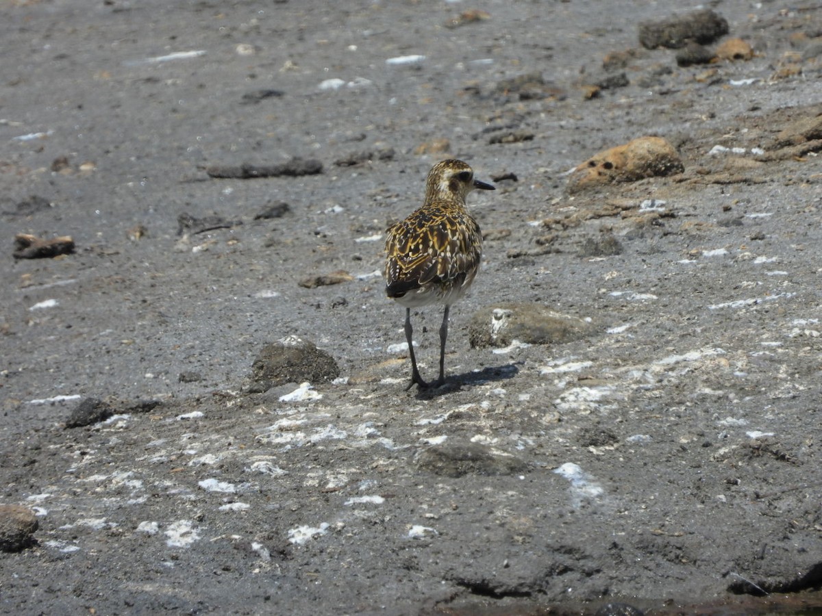 Pacific Golden-Plover - ML642896850