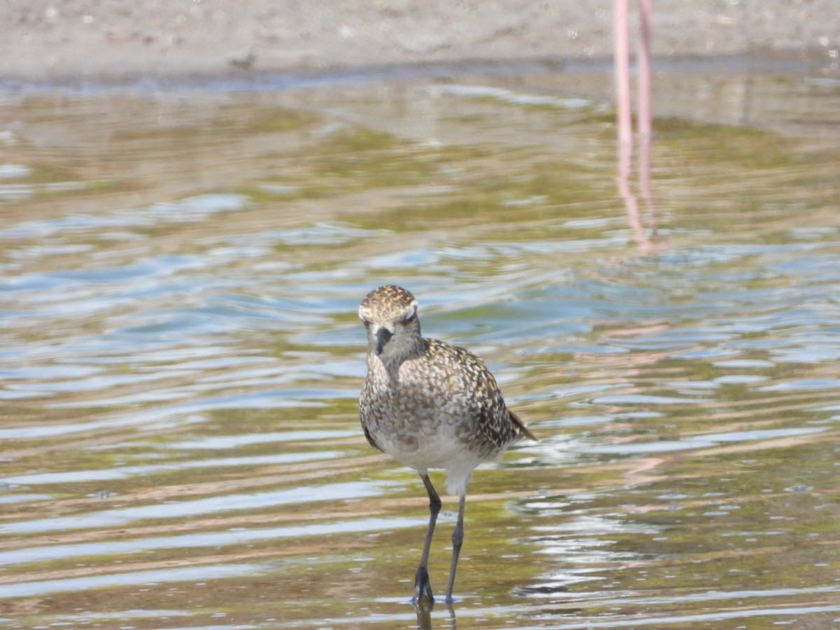 Pacific Golden-Plover - ML642896851