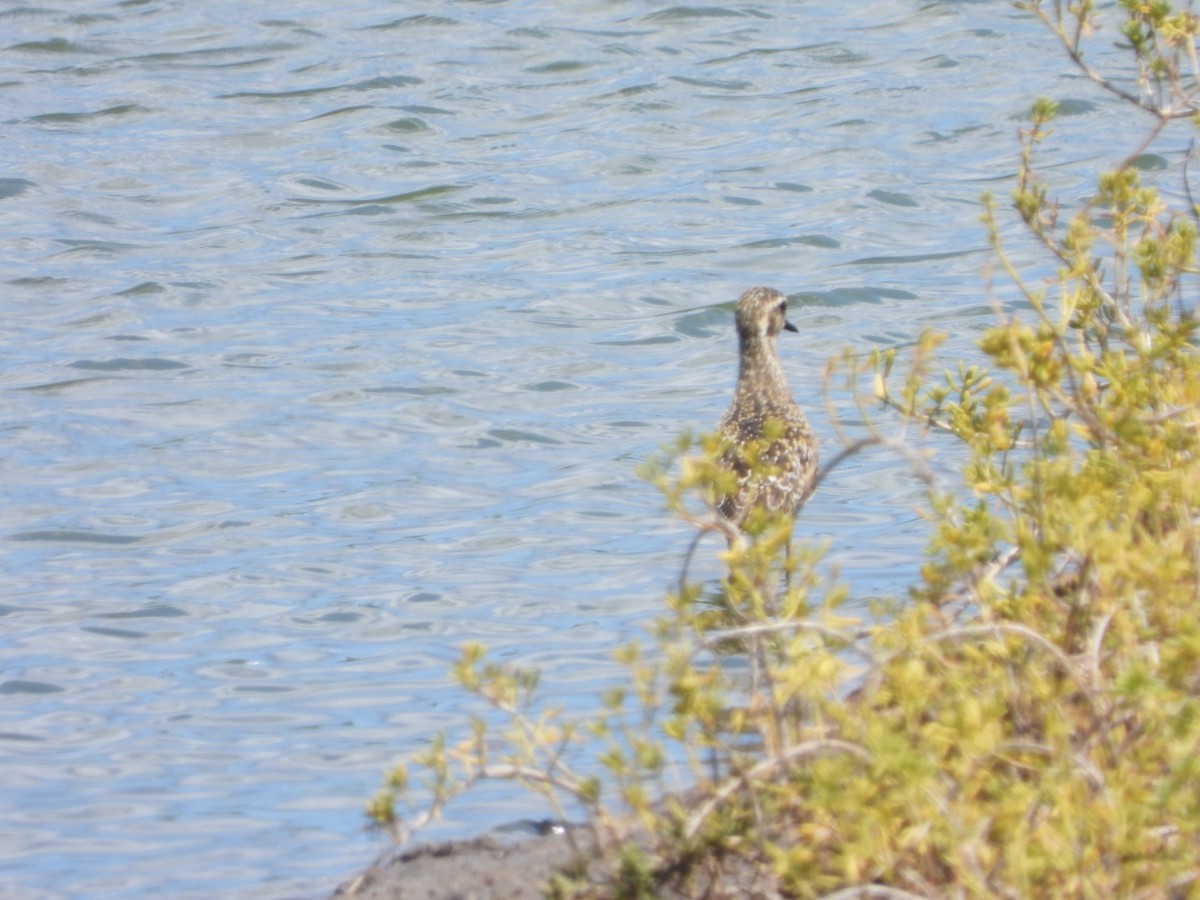 Pacific Golden-Plover - ML642896852