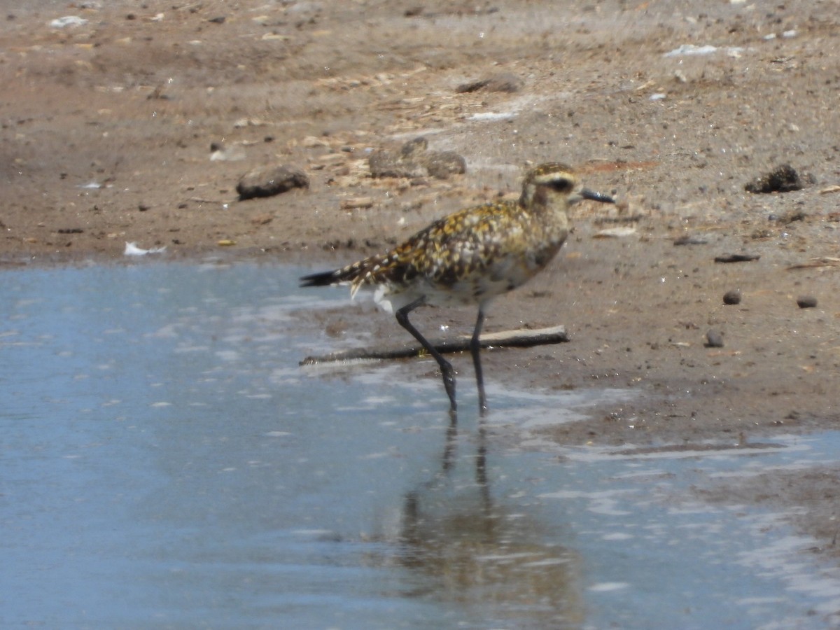Pacific Golden-Plover - ML642896853