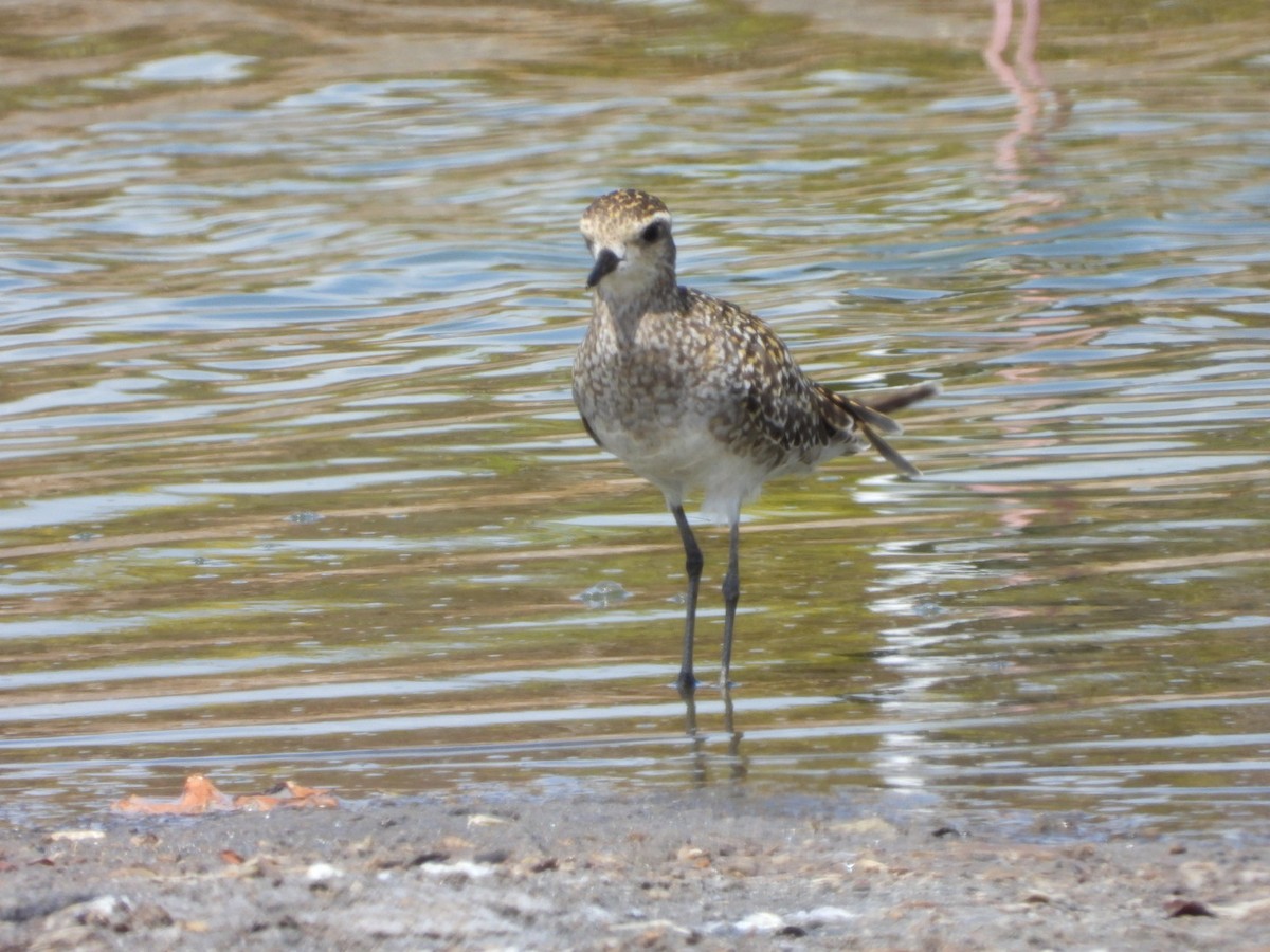 Pacific Golden-Plover - ML642896854