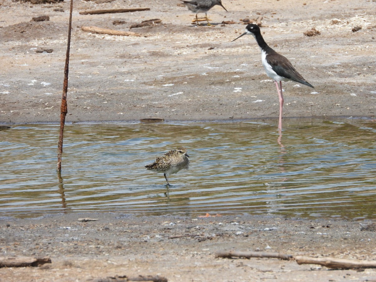 Pacific Golden-Plover - ML642896855