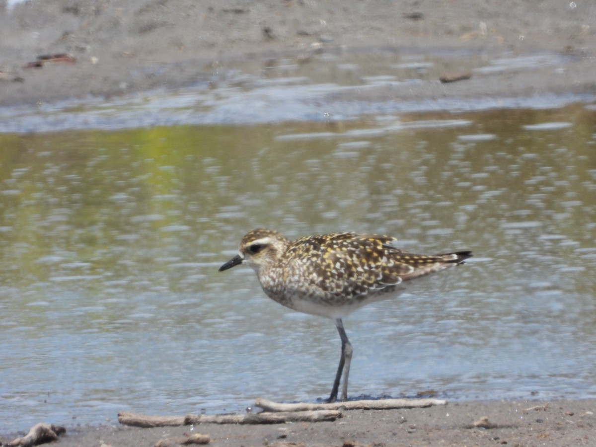 Pacific Golden-Plover - ML642896856