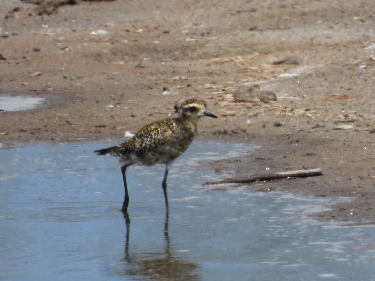 Pacific Golden-Plover - ML642896857