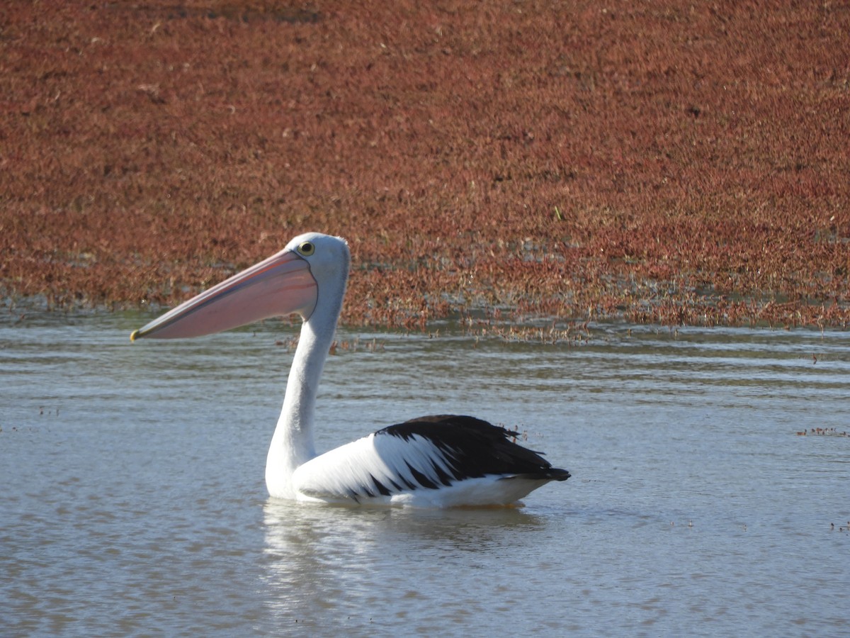 Australian Pelican - ML642896861