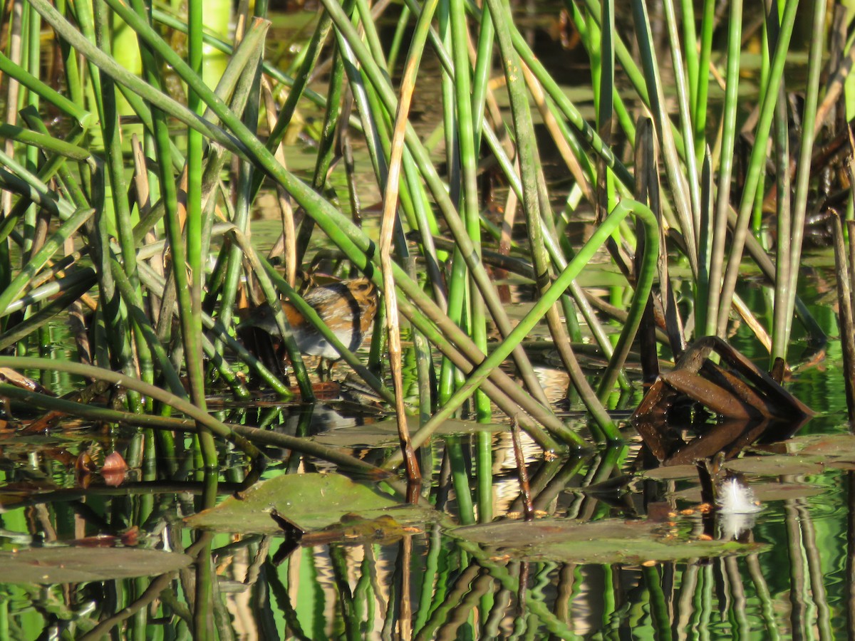 Baillon's Crake - ML642896862