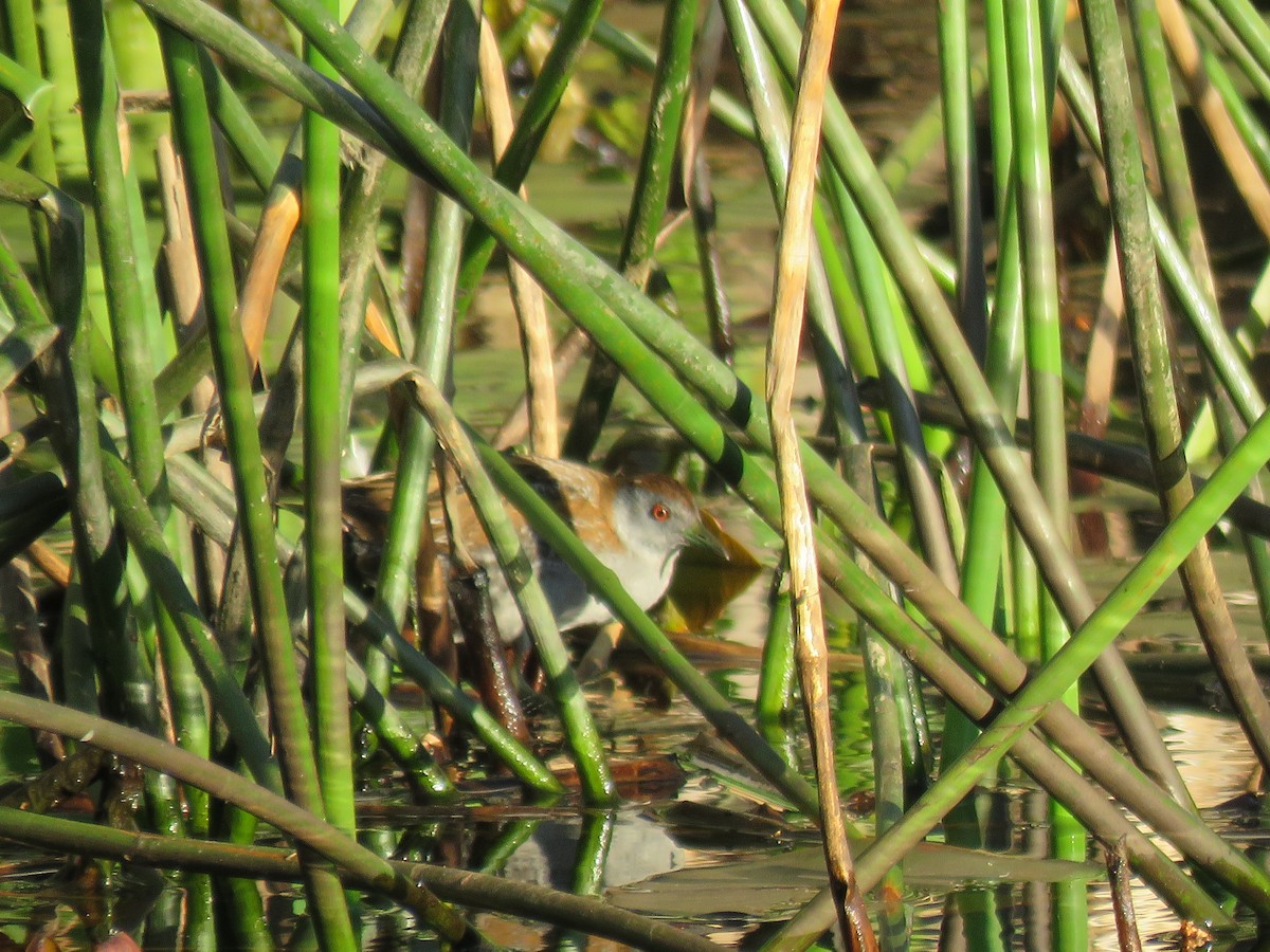 Baillon's Crake - ML642896864
