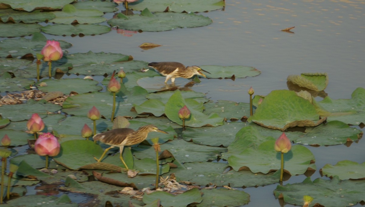 Javan Pond-Heron - ML642896865
