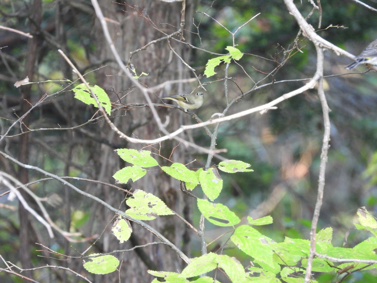 Ruby-crowned Kinglet - ML642896866