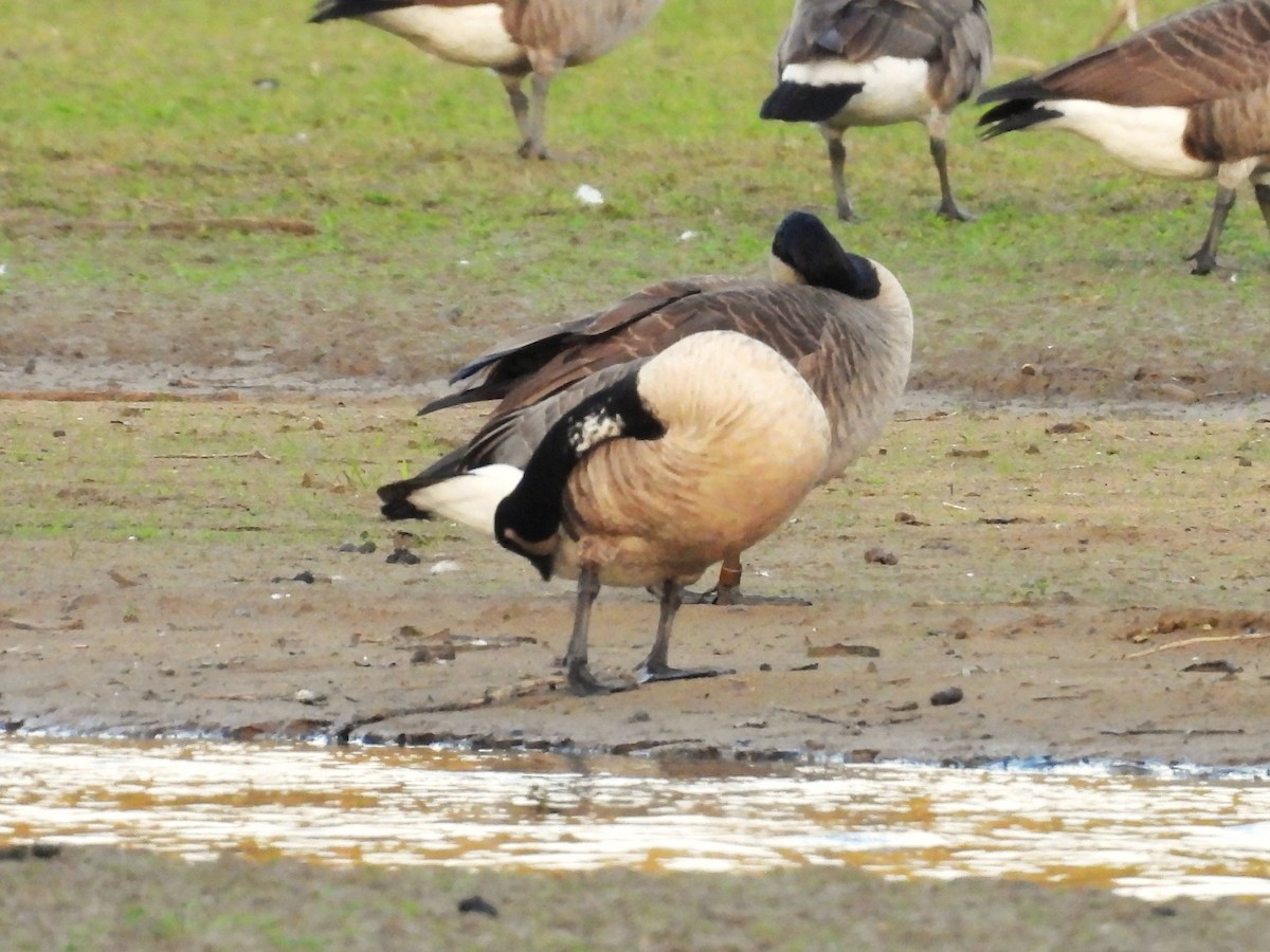 Canada Goose - ML642896867