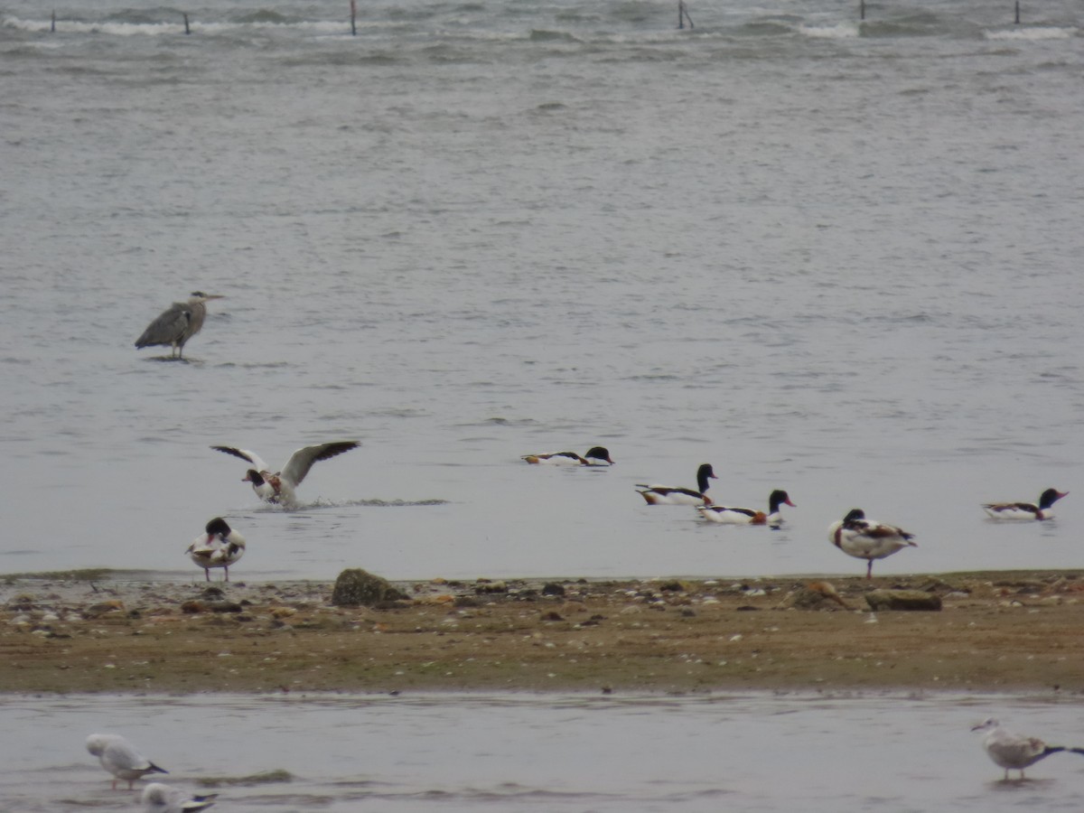 Common Shelduck - ML642896868