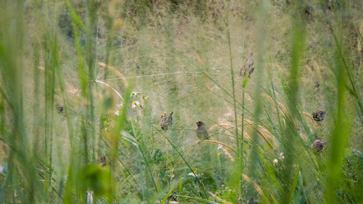 Scaly-breasted Munia (Scaled) - ML642896869