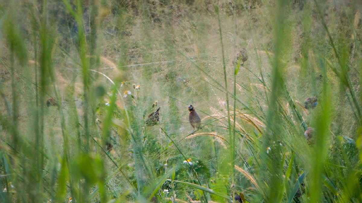 Scaly-breasted Munia (Scaled) - ML642896870