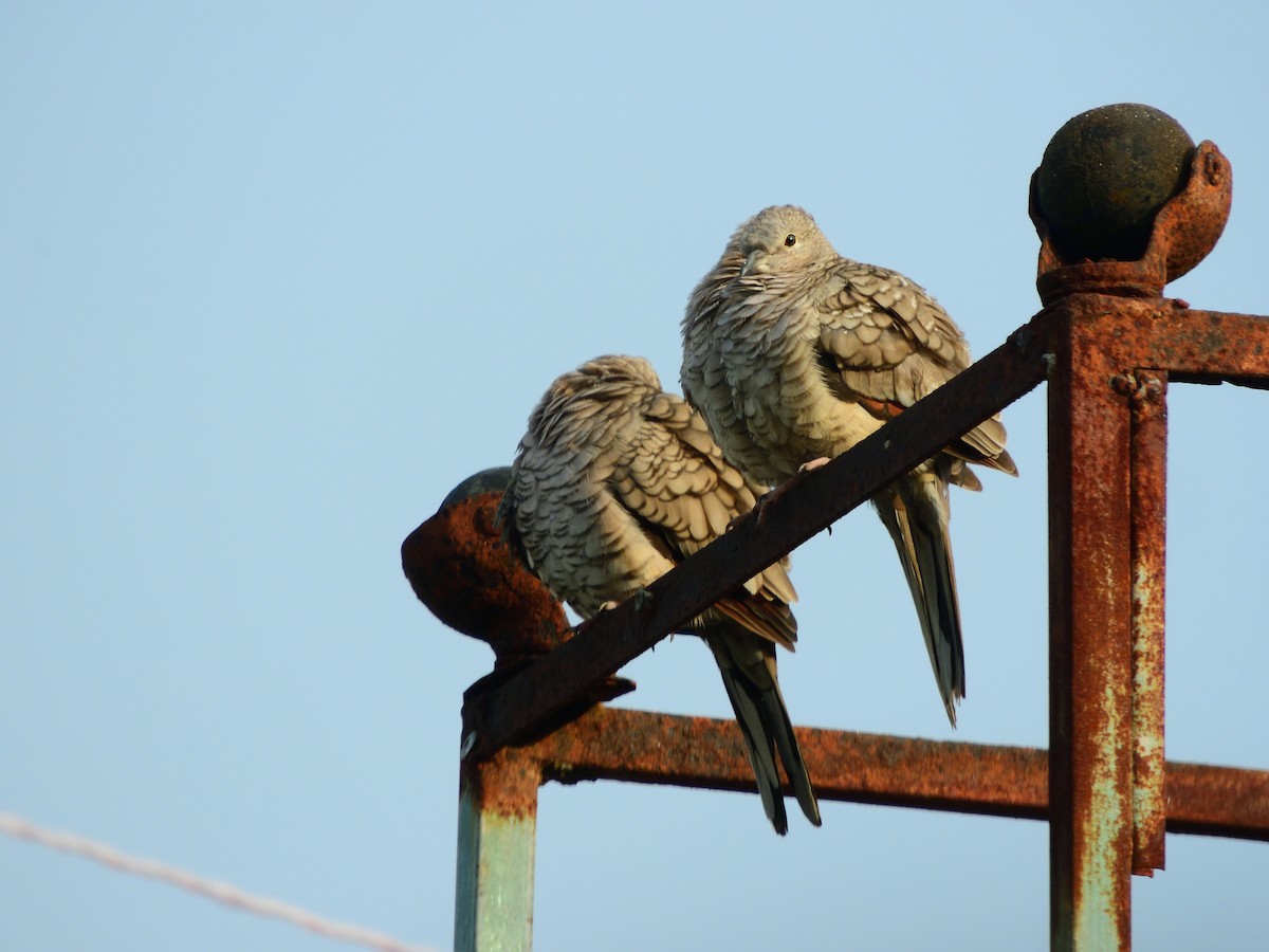 Inca Dove - ML642896874