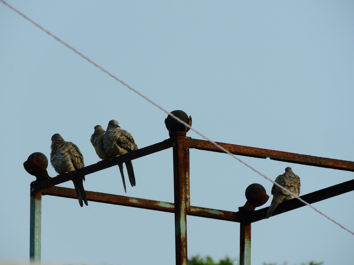 Inca Dove - ML642896875