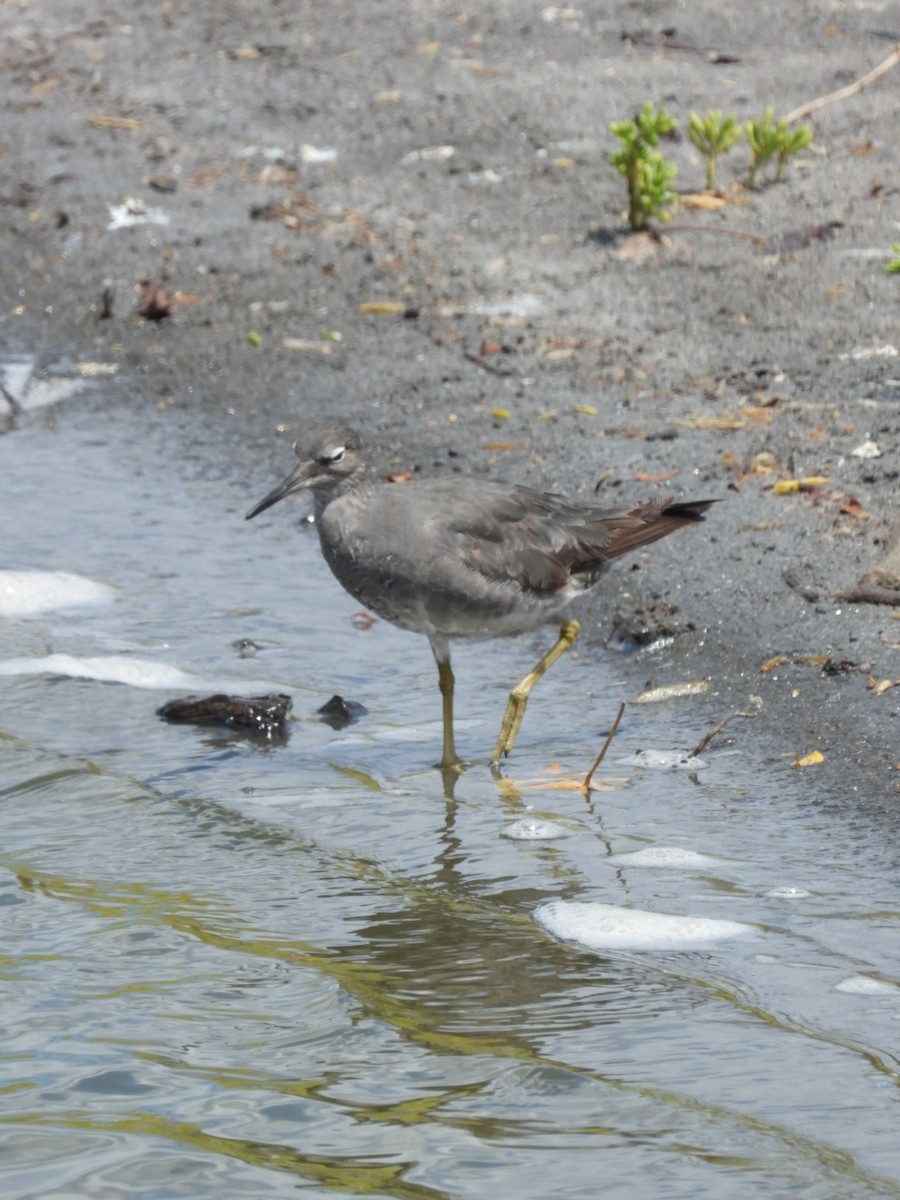 Wanderwasserläufer - ML642896883
