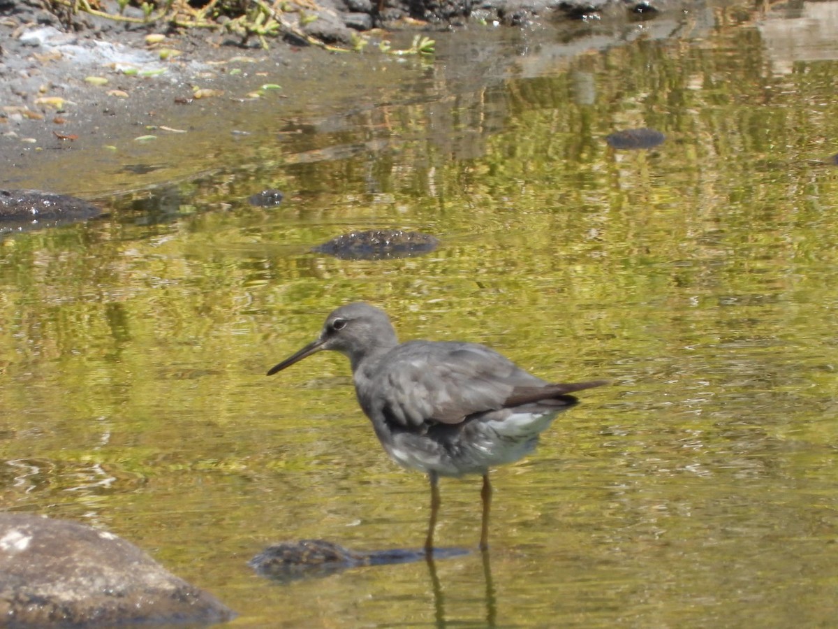 Wanderwasserläufer - ML642896884