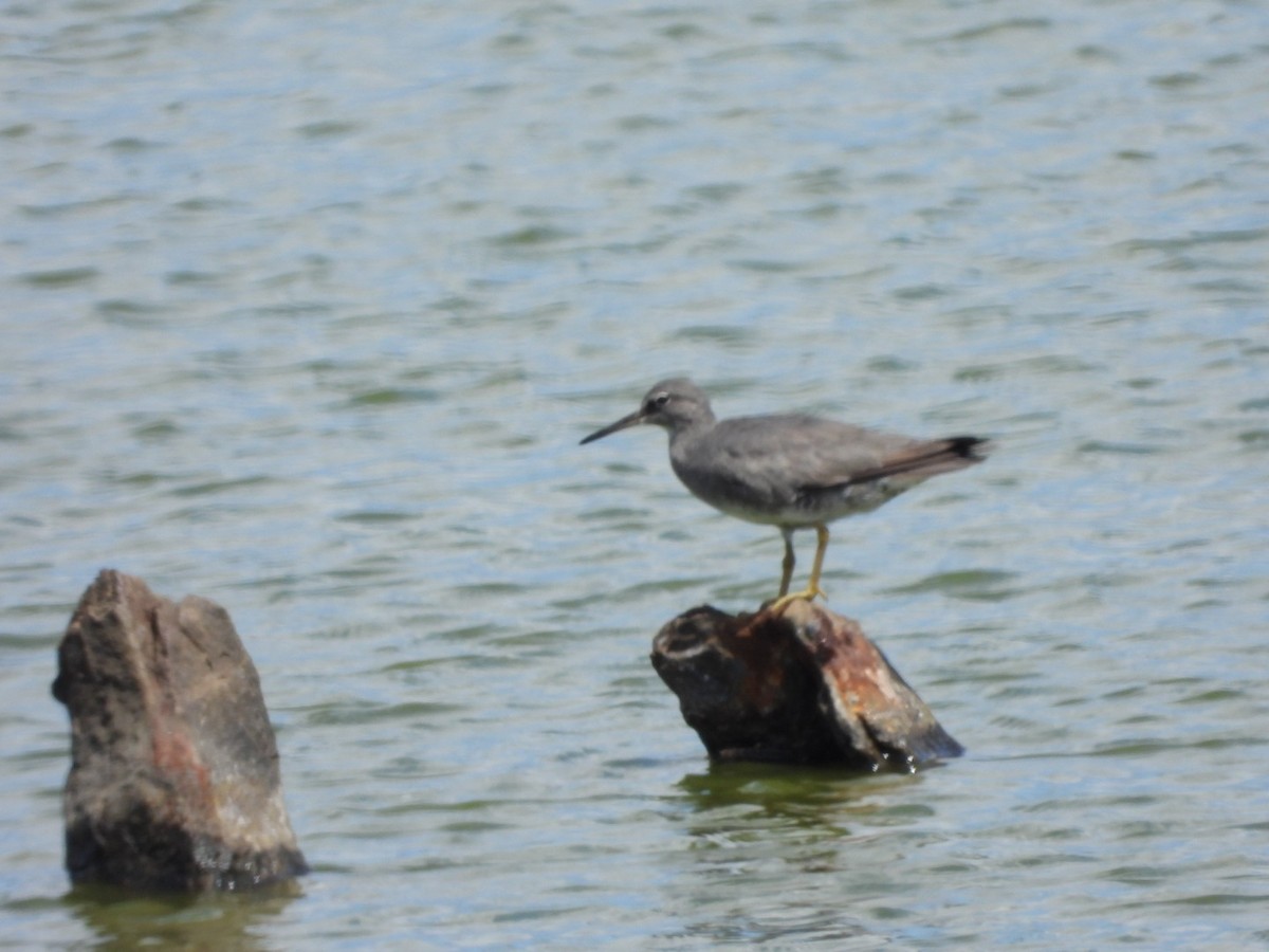 Wanderwasserläufer - ML642896885