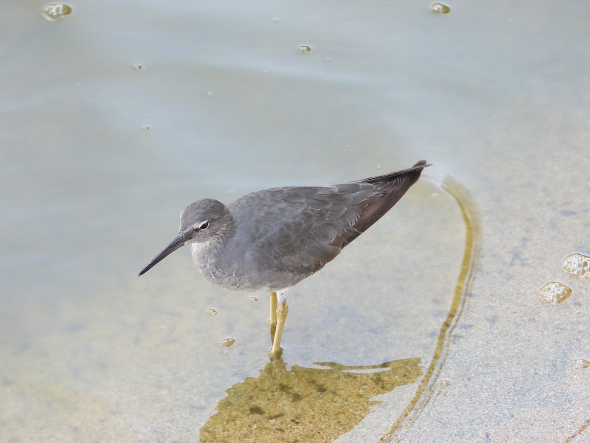 Wanderwasserläufer - ML642896886