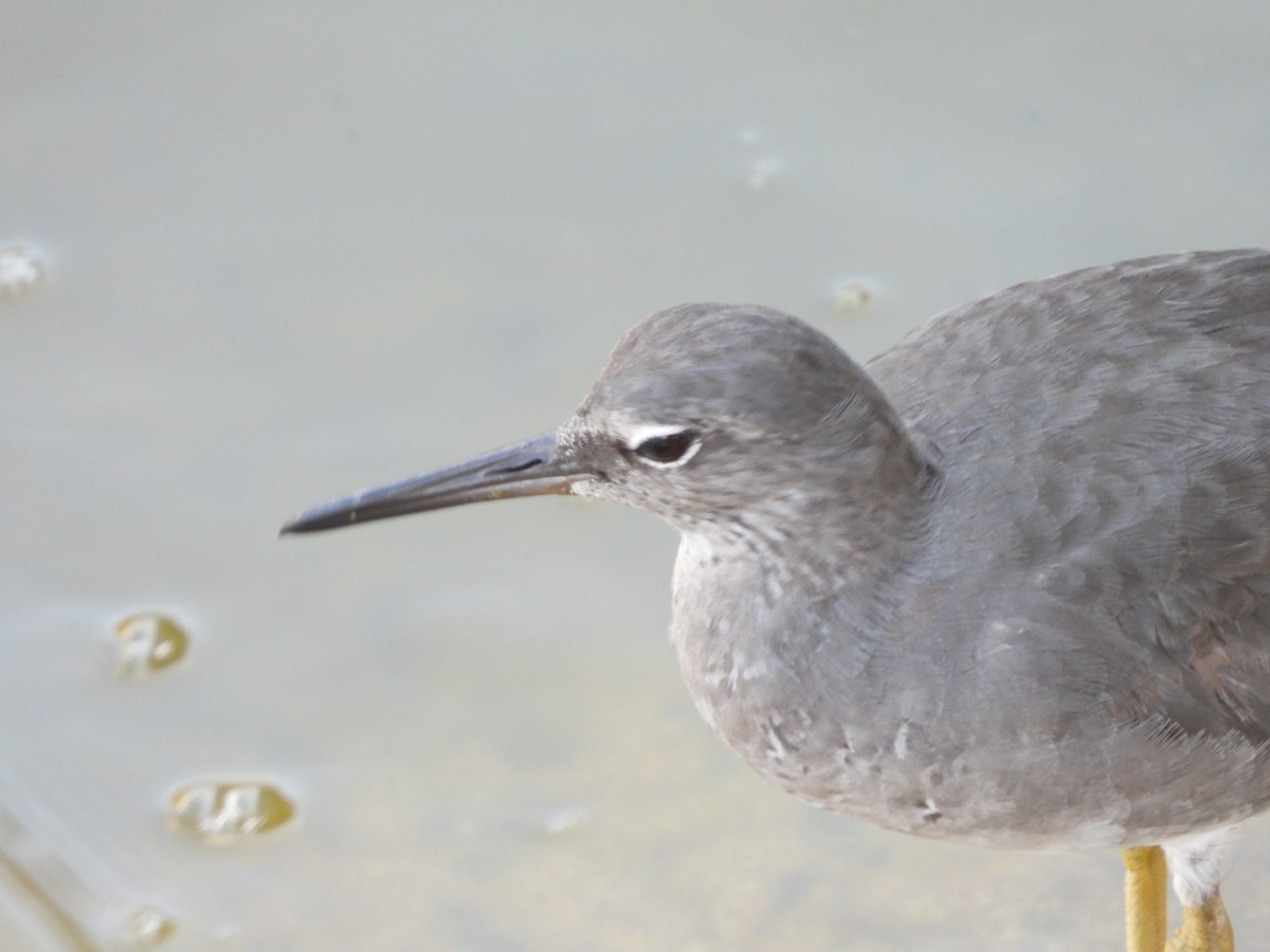 Wanderwasserläufer - ML642896887