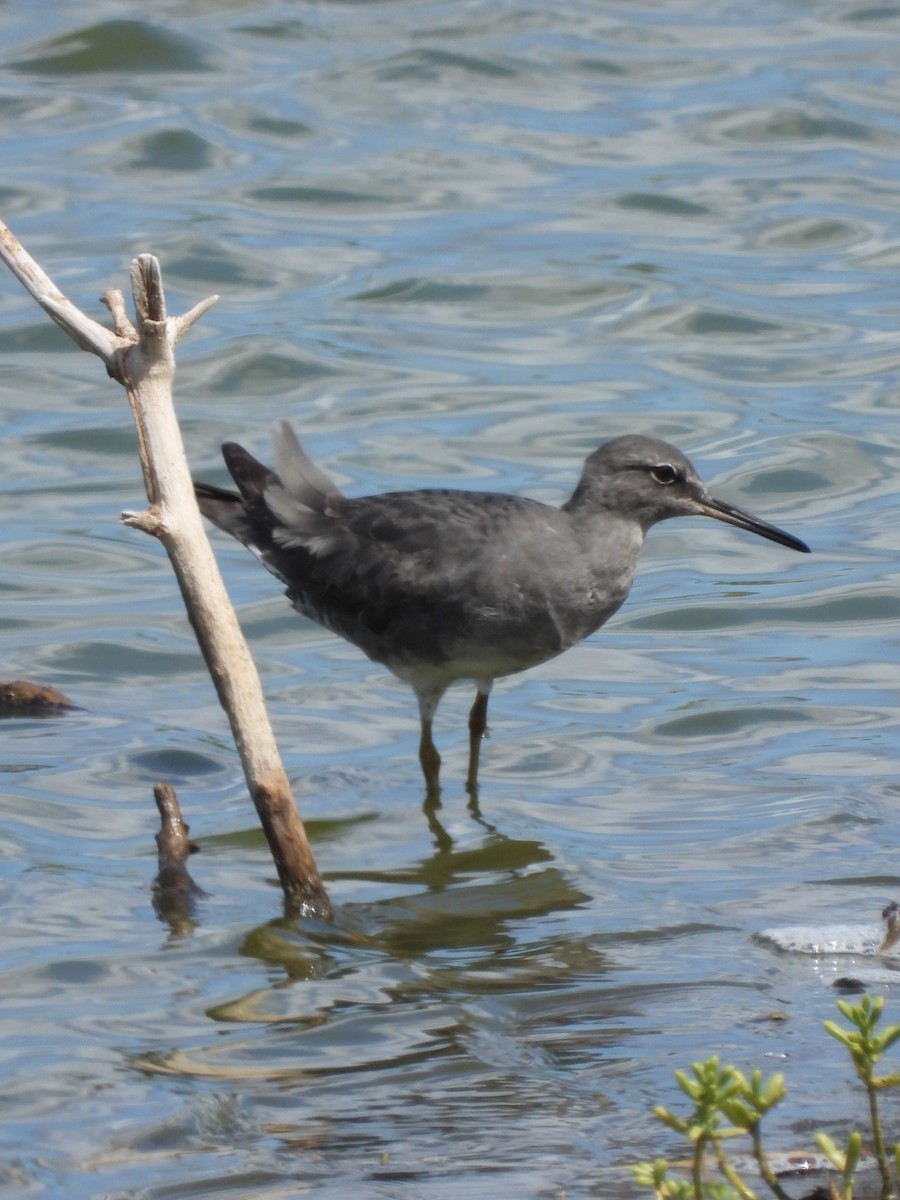 Wanderwasserläufer - ML642896888