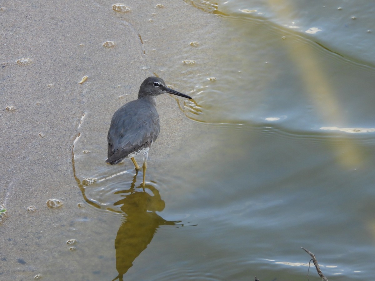 Wanderwasserläufer - ML642896889