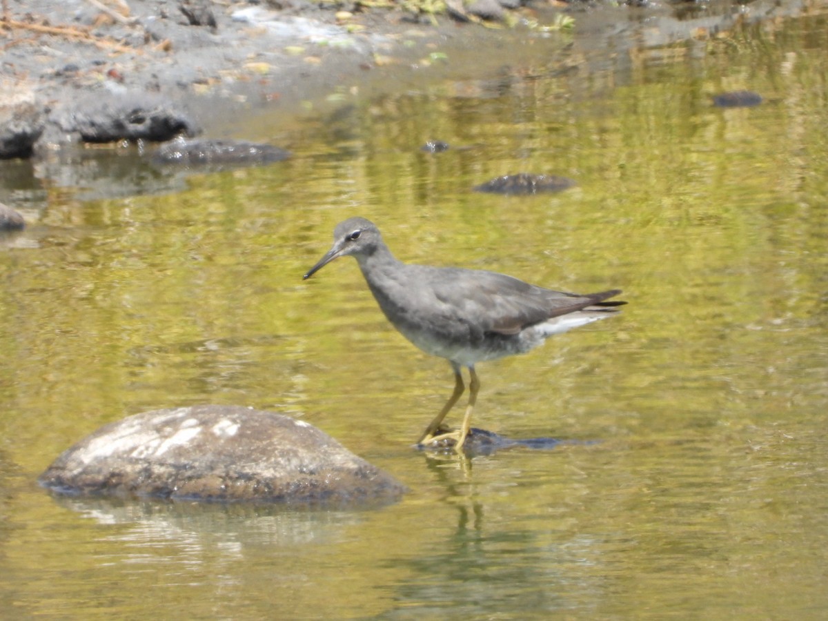 Wanderwasserläufer - ML642896890