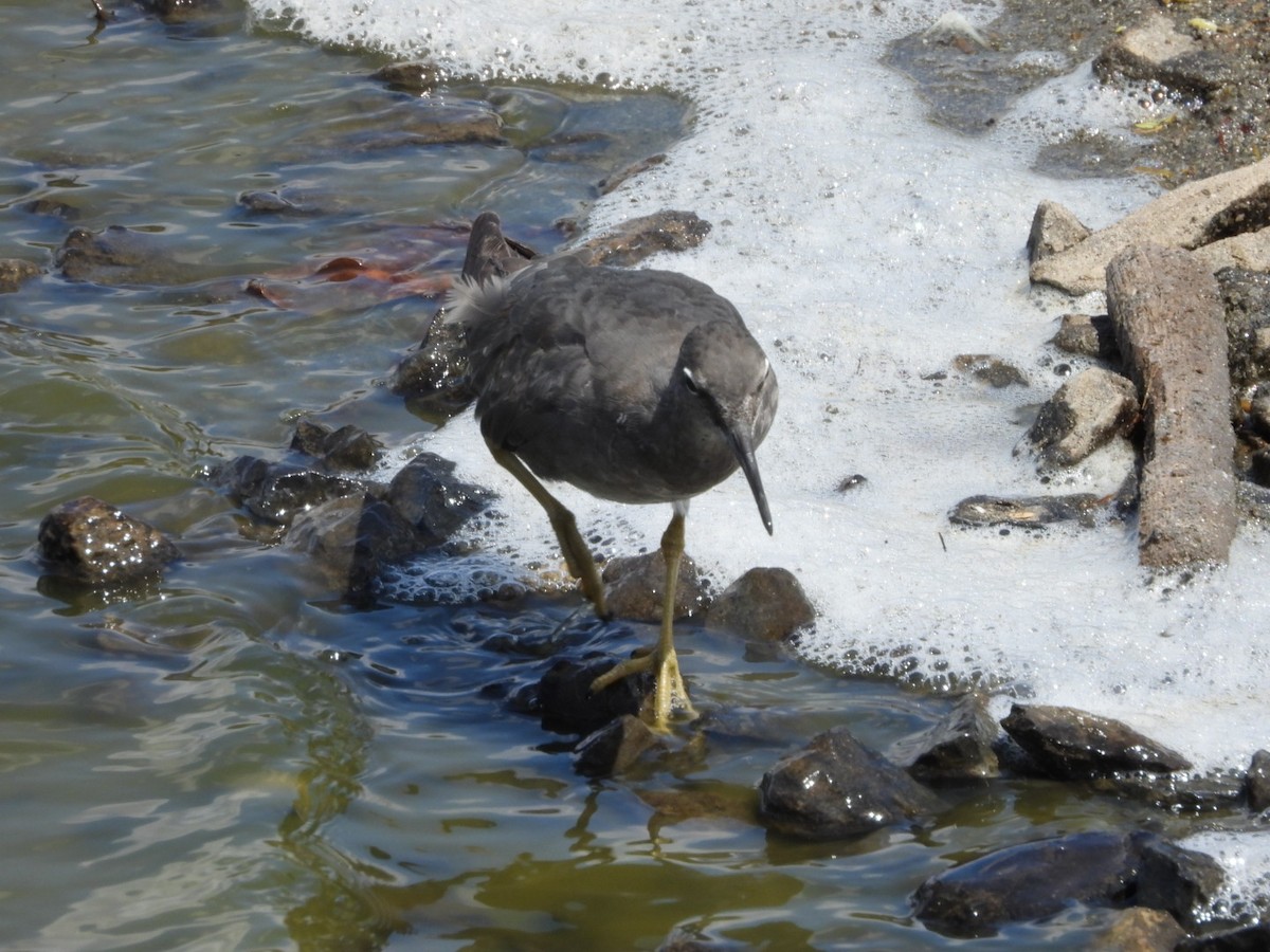 Wanderwasserläufer - ML642896891