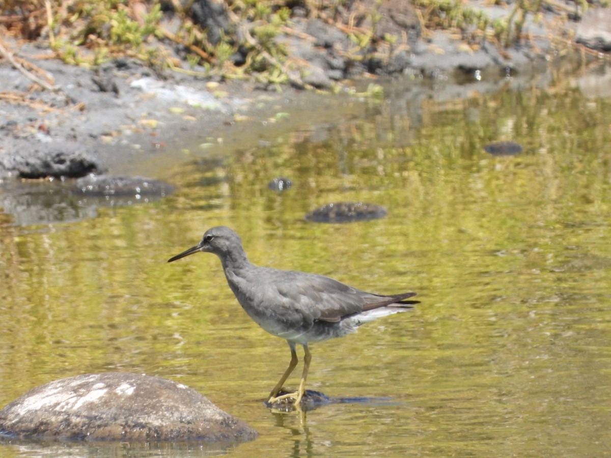 Wanderwasserläufer - ML642896892