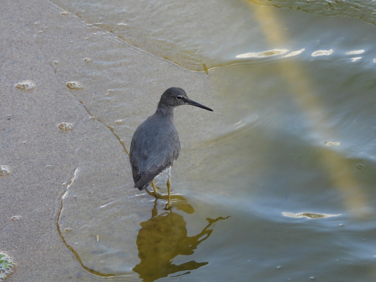 Wanderwasserläufer - ML642896893
