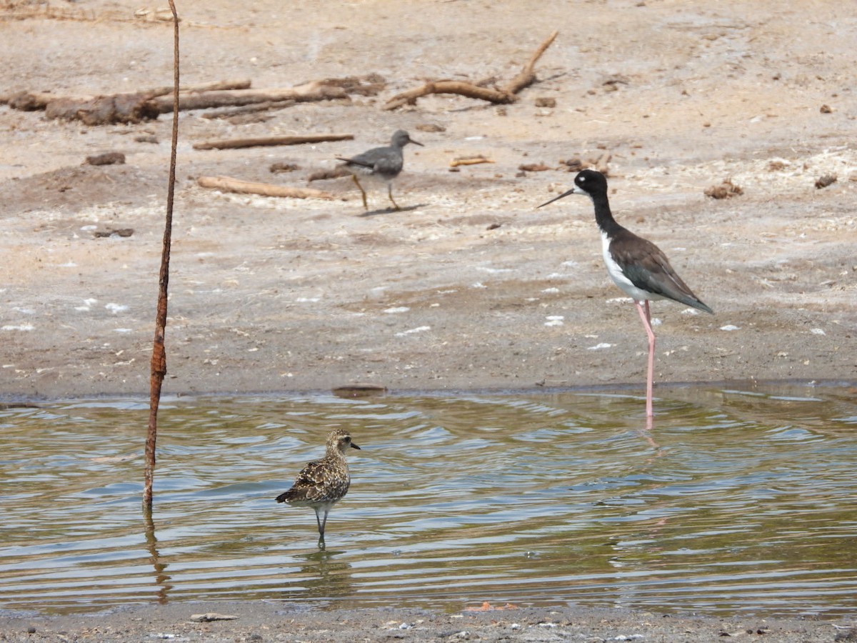 Wanderwasserläufer - ML642896894