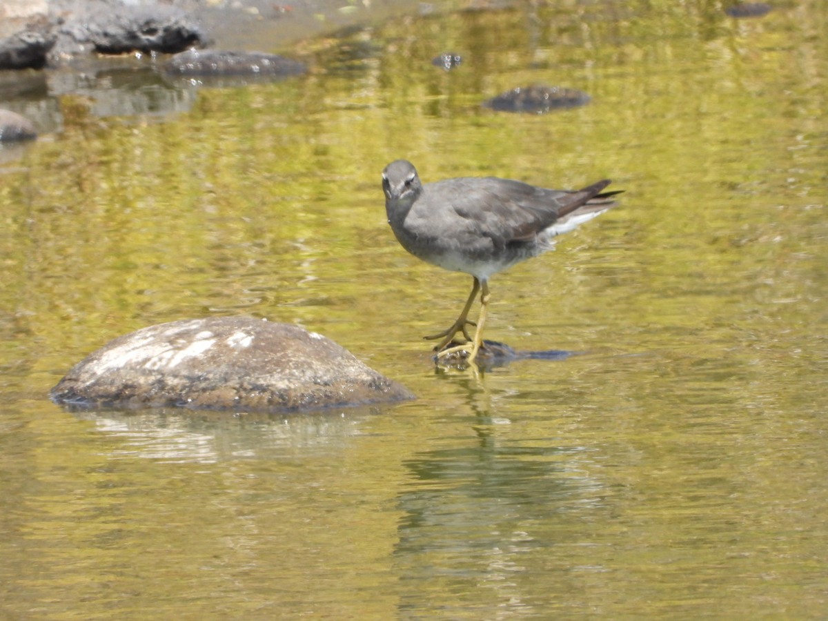 Wanderwasserläufer - ML642896895