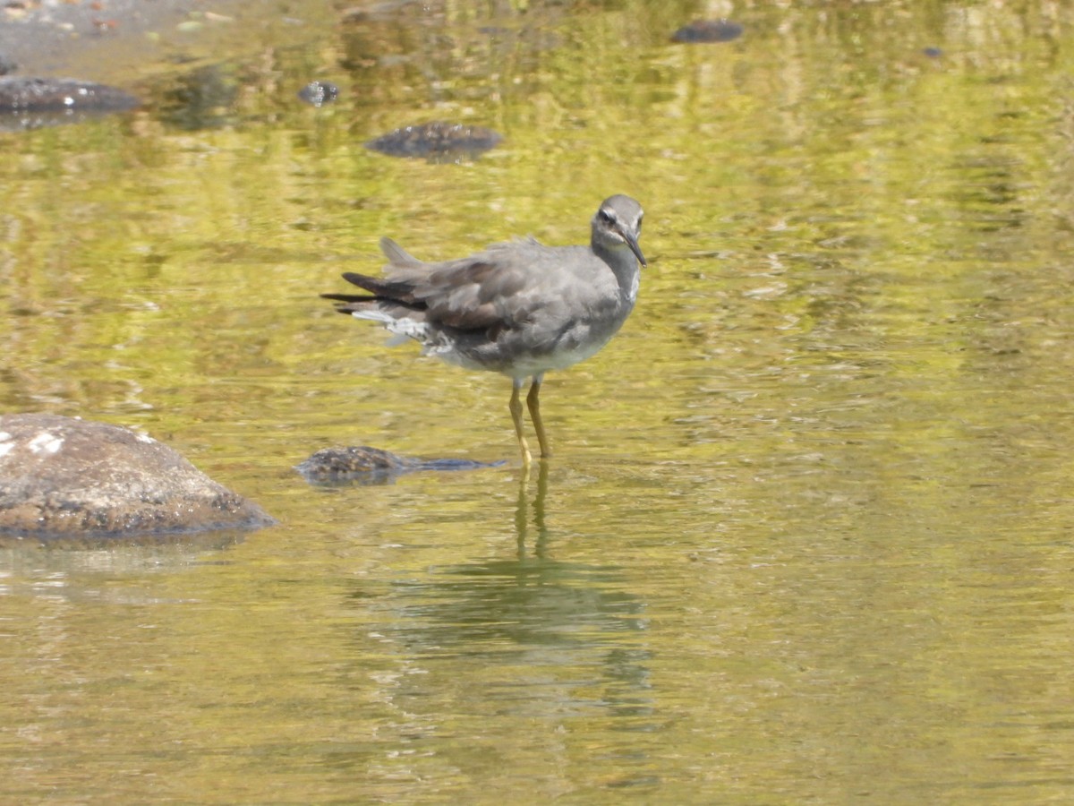 Wanderwasserläufer - ML642896896