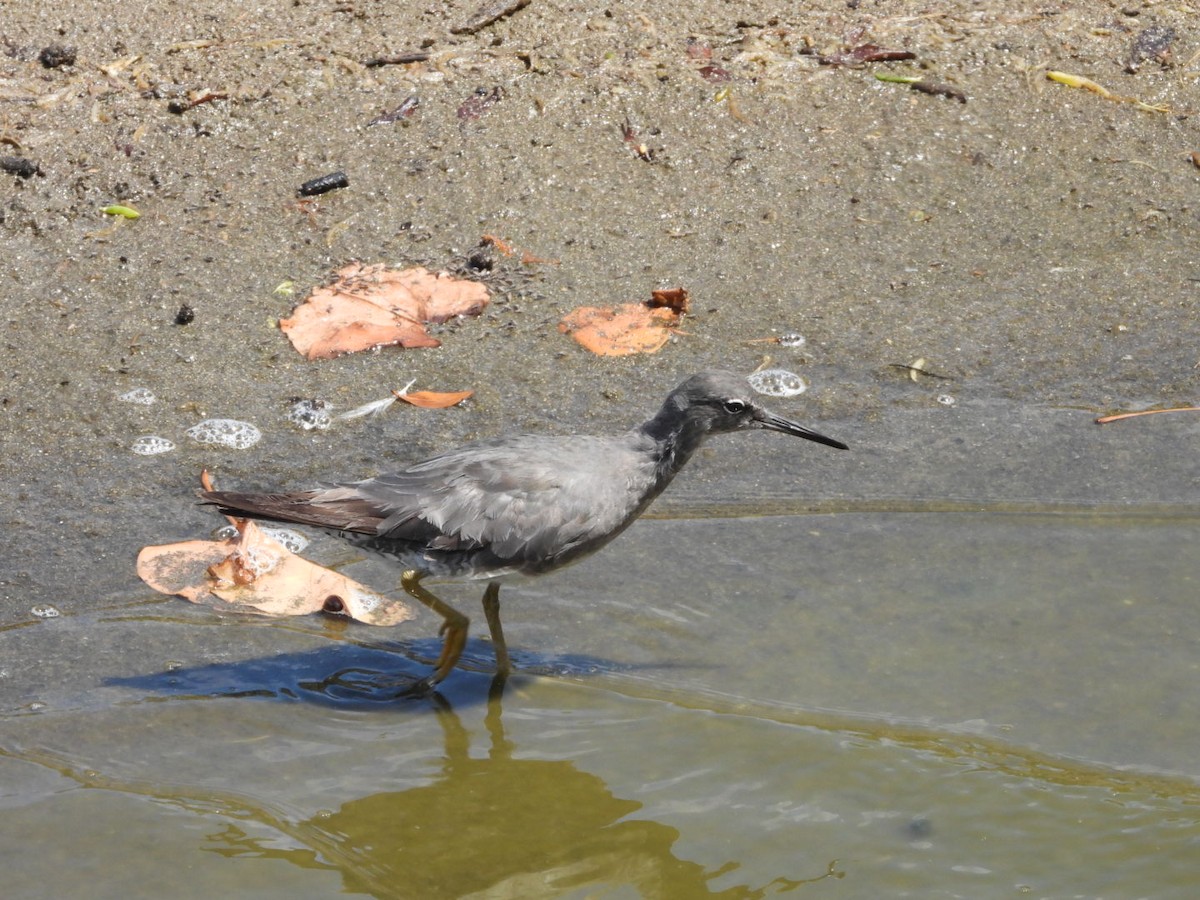 Wanderwasserläufer - ML642896897