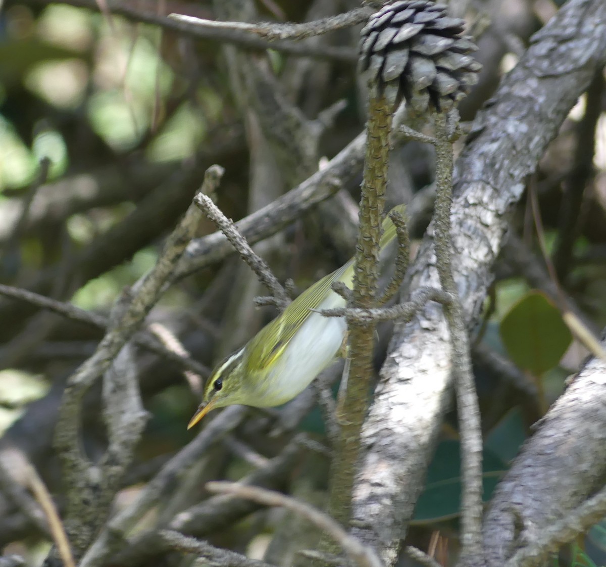 Eastern Crowned Warbler - ML642896898