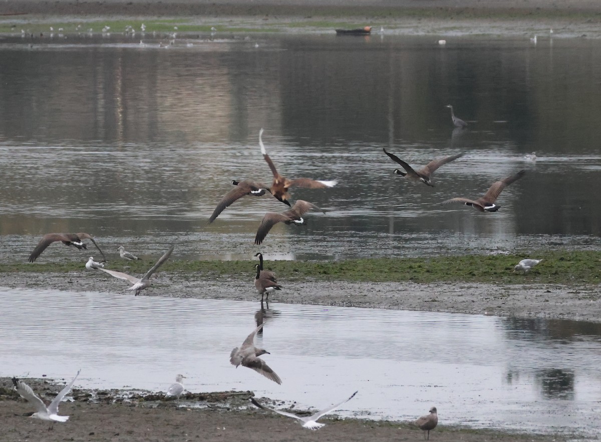 Mallard (Domestic type) - ML642896902