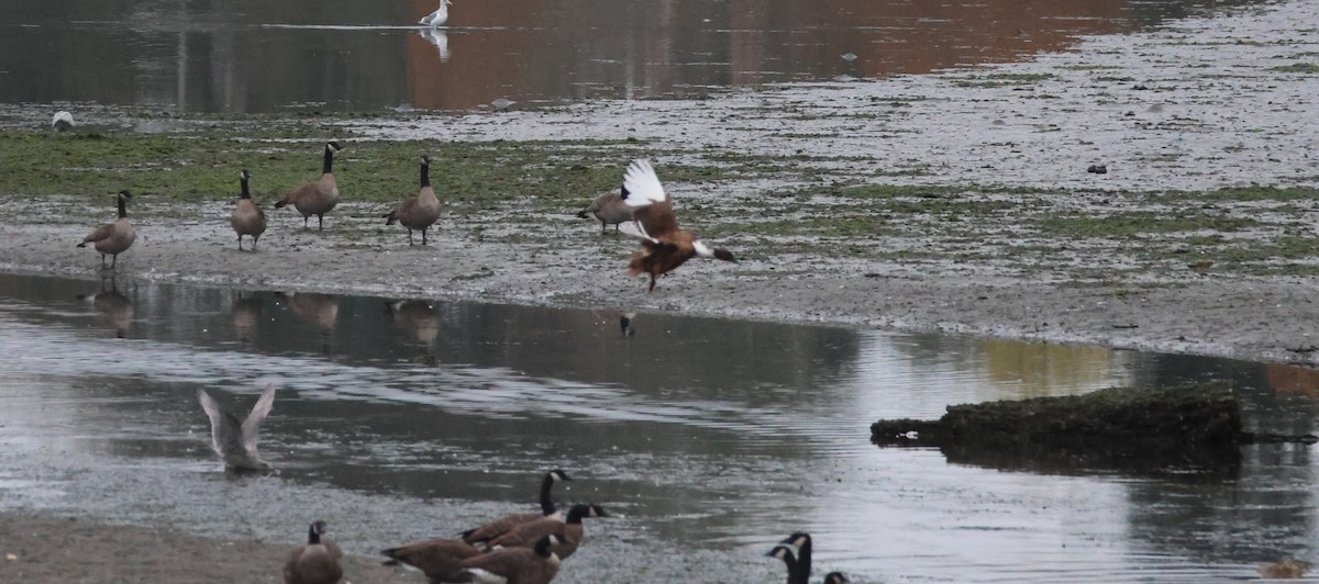 Mallard (Domestic type) - ML642896905
