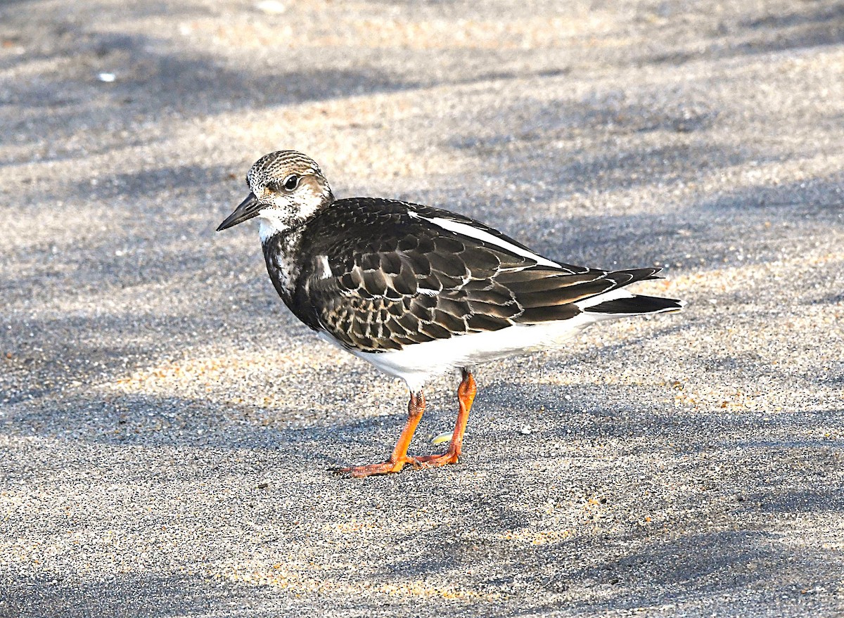 Ruddy Turnstone - ML642896908