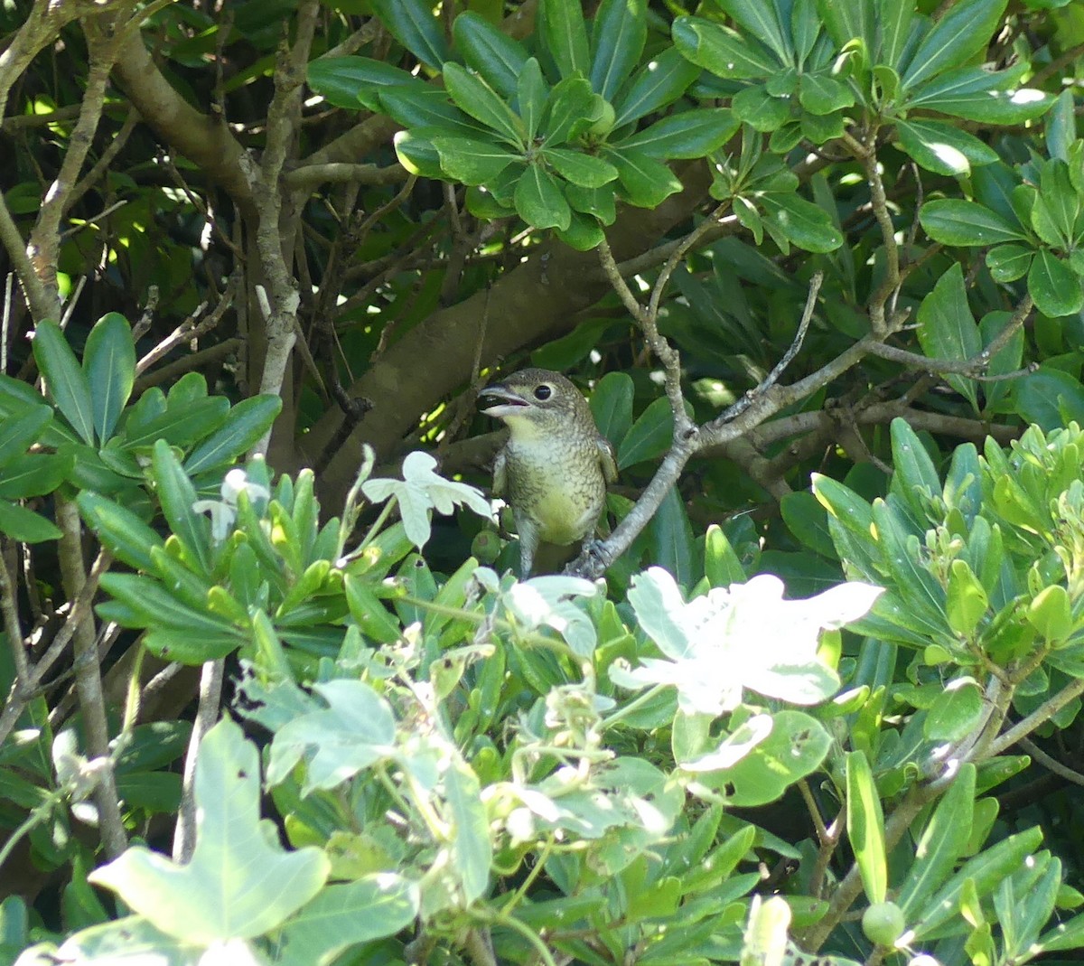 Tiger Shrike - ML642896909