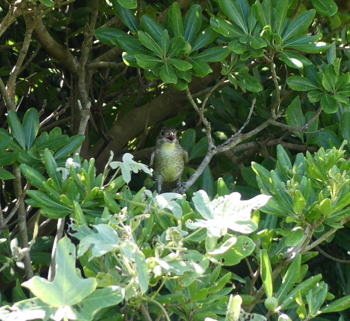 Tiger Shrike - ML642896911