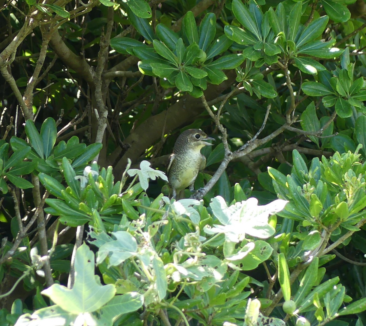 Tiger Shrike - ML642896912